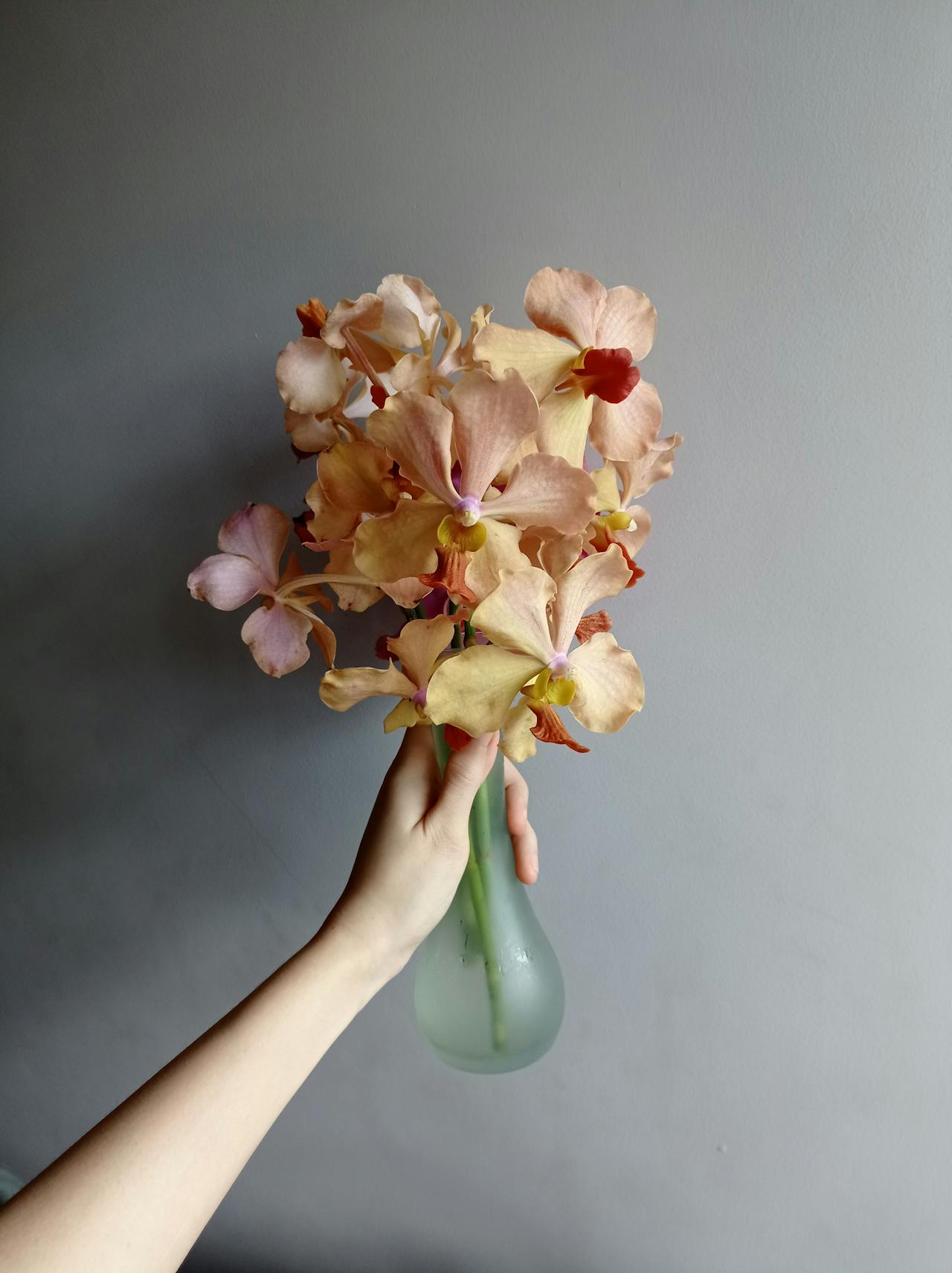 Orchids