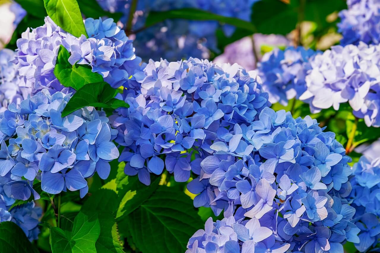 Close-up of blue hydrangea flowers with green leaves