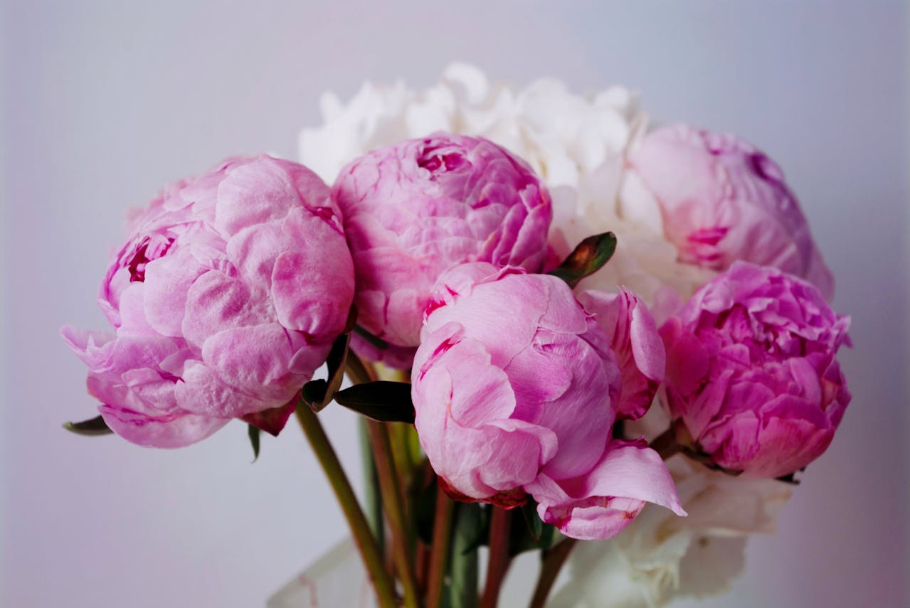 Bouquet of pink and white flowers in a clear vase against a light background