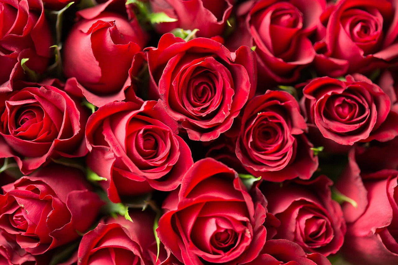 Close-up of a bouquet of red roses with a soft focus effect.