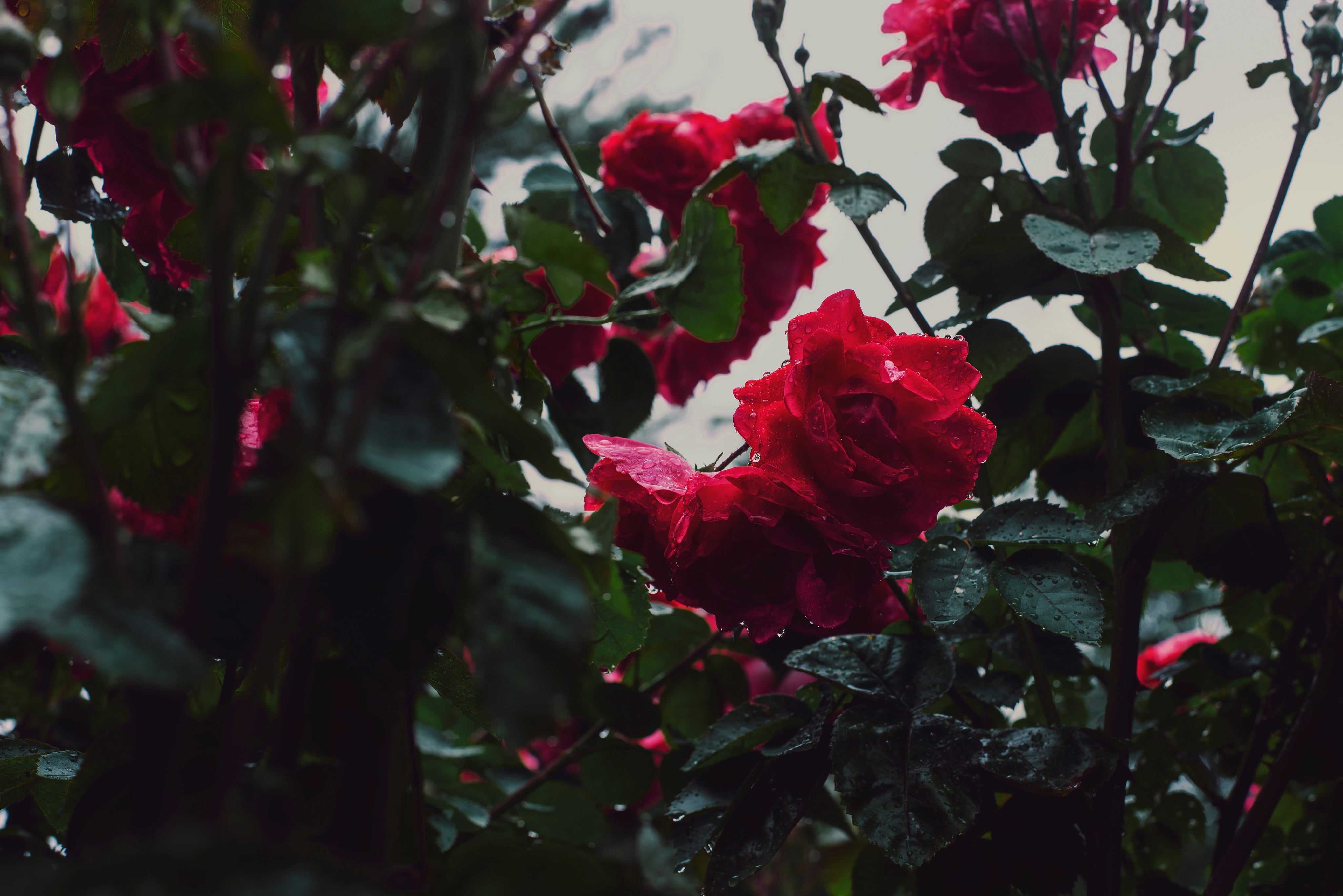 Close-up of red flowers with green leaves against a blurred background